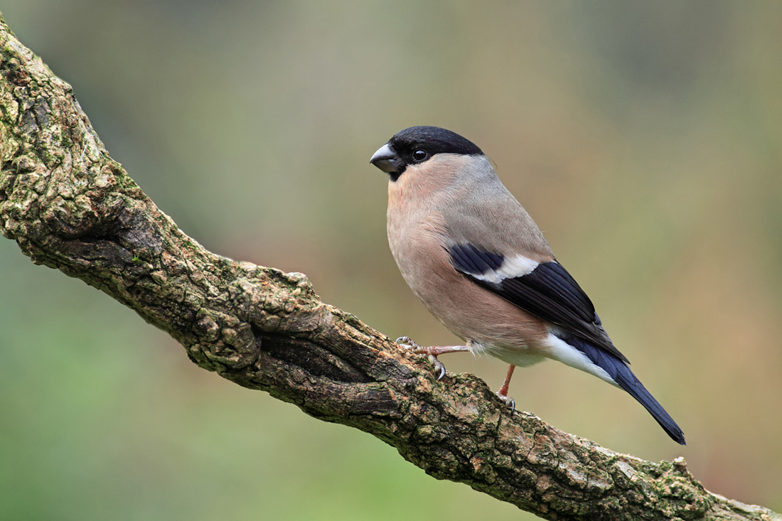 Bullfinch female 